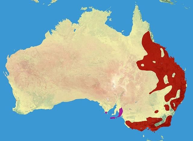 澳大利亚考拉功能性灭绝图2