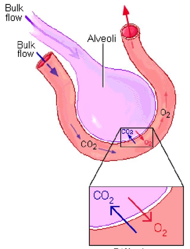氧气在肺部溶解入血以后是如何进入组织细胞的图3