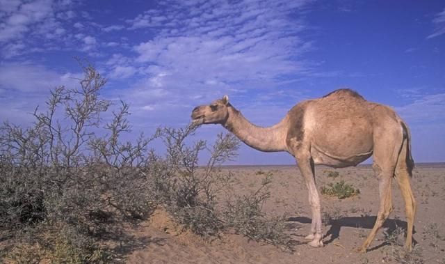 为什么骆驼背上有驼峰图2