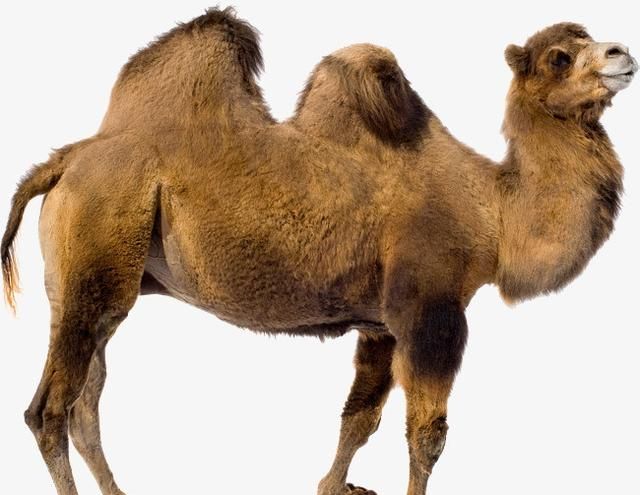 为什么骆驼背上有驼峰图3