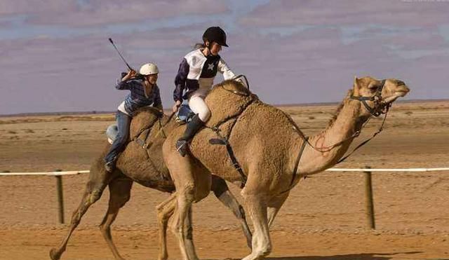 为什么骆驼背上有驼峰图4