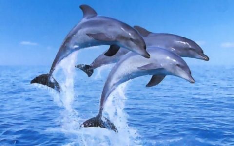 什么是海豚,什么是海豚平台