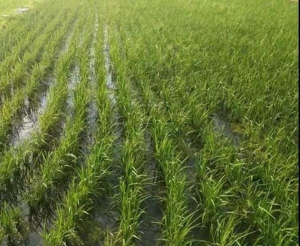 气温低对水稻的影响,气温低到多少度对水稻有影响图1