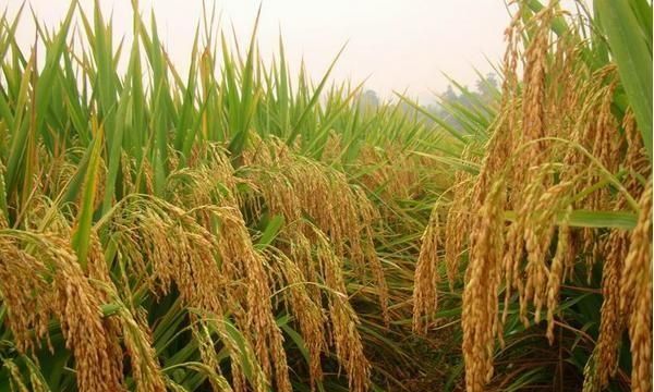 气温低对水稻的影响,气温低到多少度对水稻有影响图3