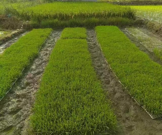 气温低对水稻的影响,气温低到多少度对水稻有影响图4