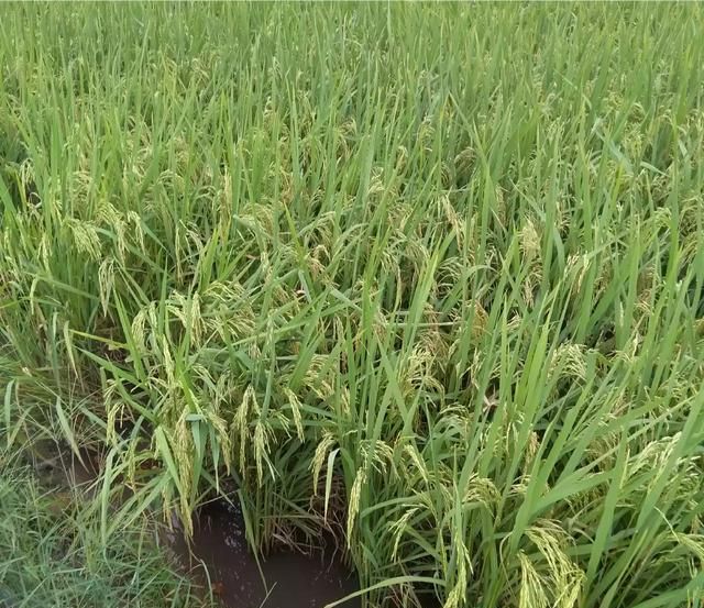 气温低对水稻的影响,气温低到多少度对水稻有影响图5