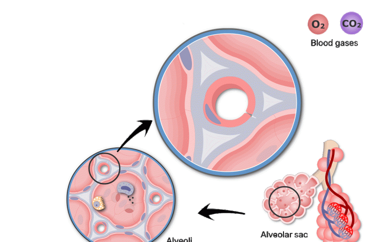 肺泡和血液之间怎样进行气体交换图8