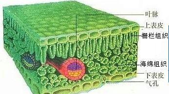 为什么植物能进行光合作用图2