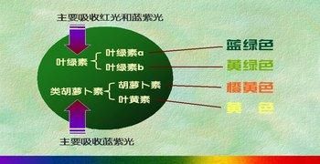 为什么植物能进行光合作用图3