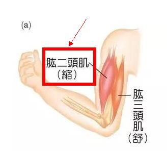 在家用弹力带的健身意义大吗,弹力带健身练胸部多久出效果图7