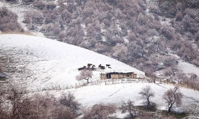 雪后的新疆有多美图21