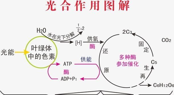 请问朋友们,向日葵为什么会围着太阳转呢图4