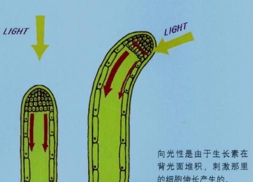 请问朋友们,向日葵为什么会围着太阳转呢图10