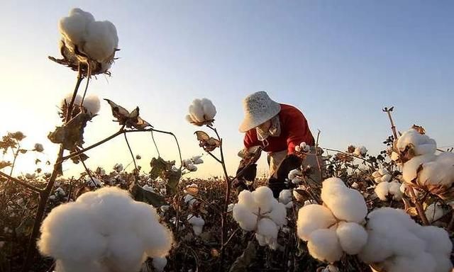 中国棉花主产区在哪里,这几年棉花市场情况怎么样图5