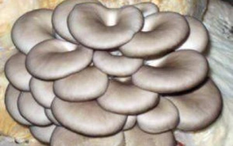 炸平蘑的家常做法和配方,口蘑怎么炒着吃好吃家常菜