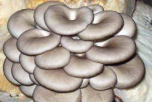 炸平蘑的家常做法和配方,口蘑怎么炒着吃好吃家常菜图1