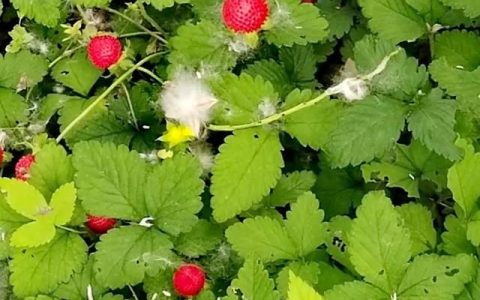 长得像草莓的野果子蛇莓能吃吗(草坪里红色的蛇莓可以吃么)