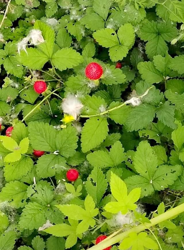 长得像草莓的野果子蛇莓能吃吗(草坪里红色的蛇莓可以吃么)图1