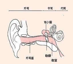 耳朵里的蜜蜂怎么拿出来好(耳朵里的蜜蜂能取出吗)图2