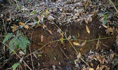 雨林地区的土壤肥沃吗图3