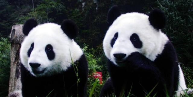 熊猫冬眠吗,秦岭熊猫vs四川熊猫图1