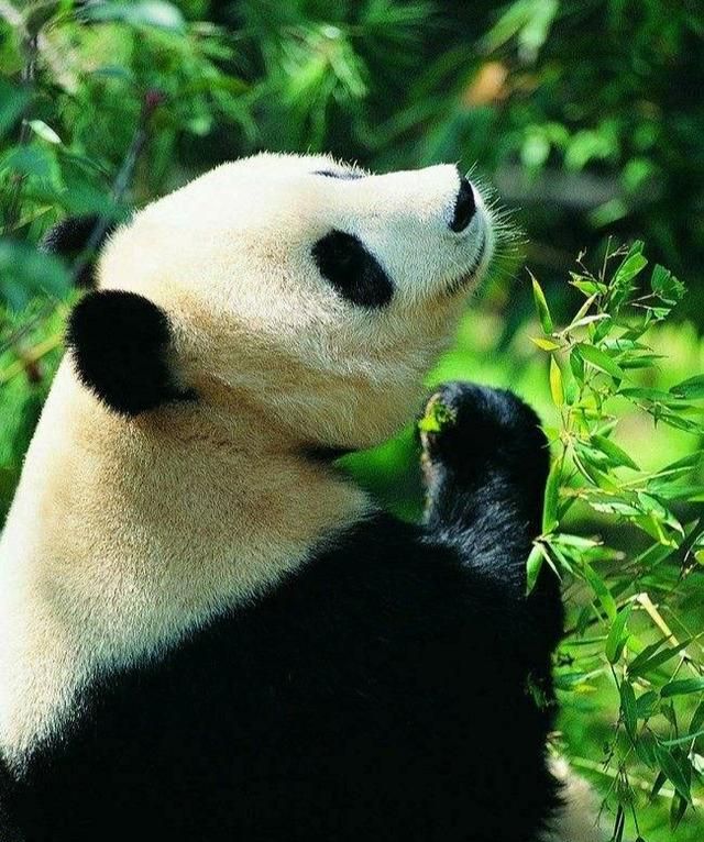 熊猫冬眠吗,秦岭熊猫vs四川熊猫图2