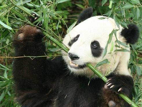 熊猫冬眠吗,秦岭熊猫vs四川熊猫图3