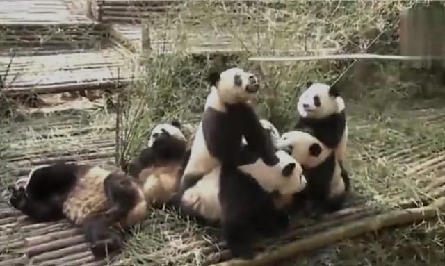 熊猫冬眠吗,秦岭熊猫vs四川熊猫图5