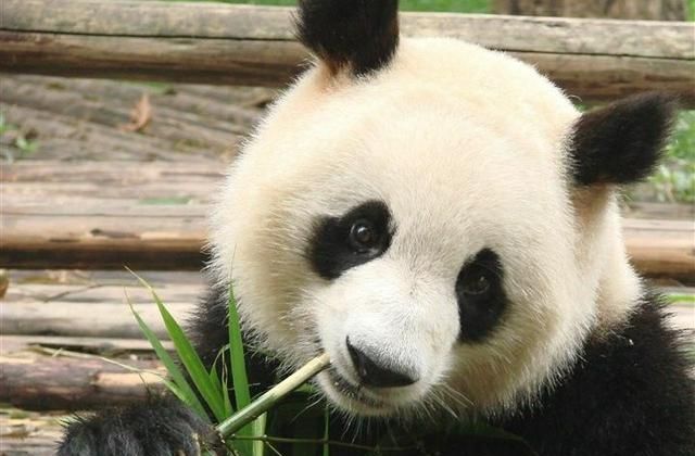 熊猫冬眠吗,秦岭熊猫vs四川熊猫图6