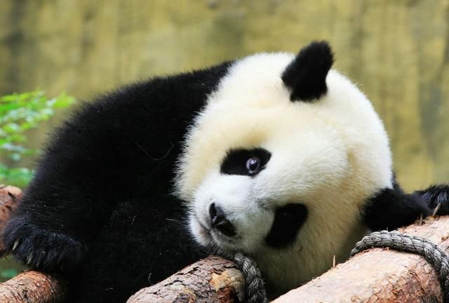 熊猫冬眠吗,秦岭熊猫vs四川熊猫图7