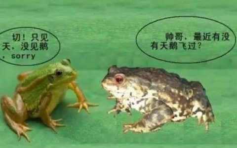如何区分青蛙、癞蛤蟆、蟾蜍
