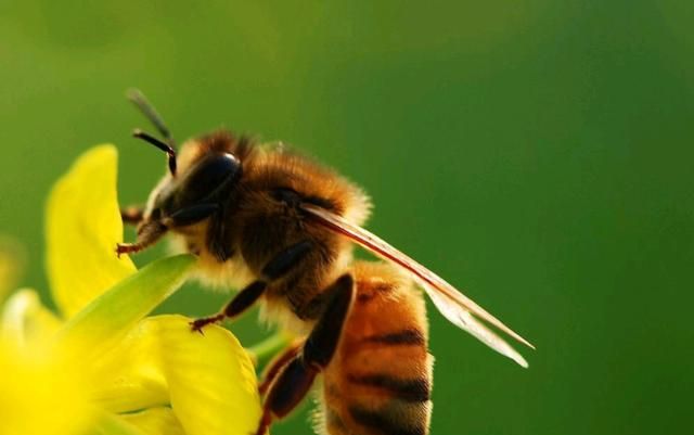 黄蜂和蜜蜂有什么区别(黄蜂和蜜蜂怎么区分)图2