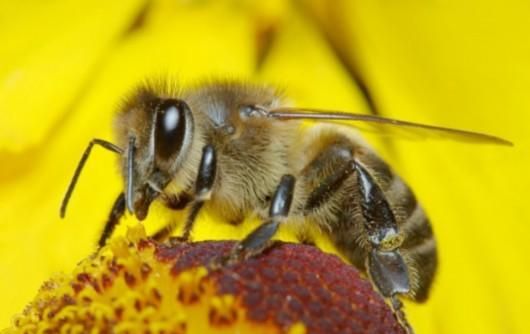 黄蜂和蜜蜂有什么区别(黄蜂和蜜蜂怎么区分)图5