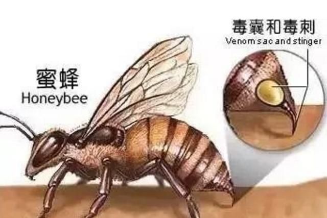 黄蜂和蜜蜂有什么区别(黄蜂和蜜蜂怎么区分)图7