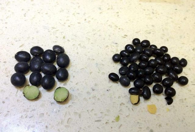 黑豆是绿色的好还是黄色的好,黑豆芯是绿色的还是黄色的图1