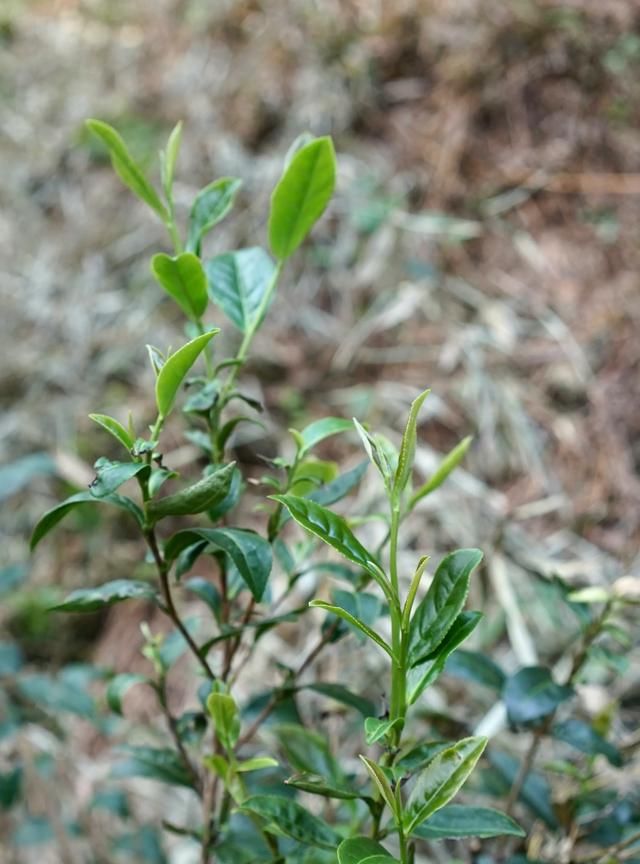 春茶和秋茶有什么区别,你喜欢喝什么茶图4