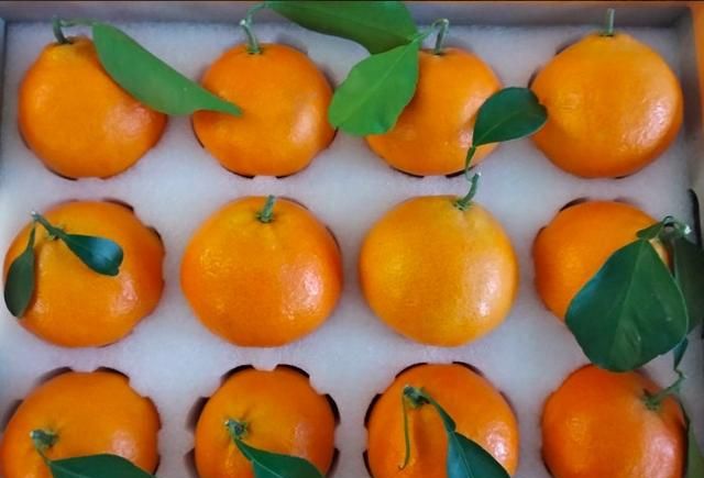 红美人是柑橘的什么品种?好吃吗图4