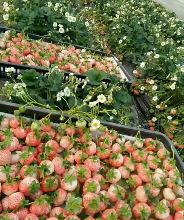 白草莓是怎么形成的,白草莓是怎样来的图2