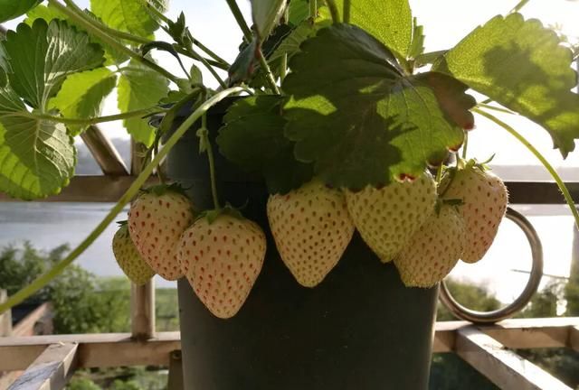 白草莓是怎么形成的,白草莓是怎样来的图3