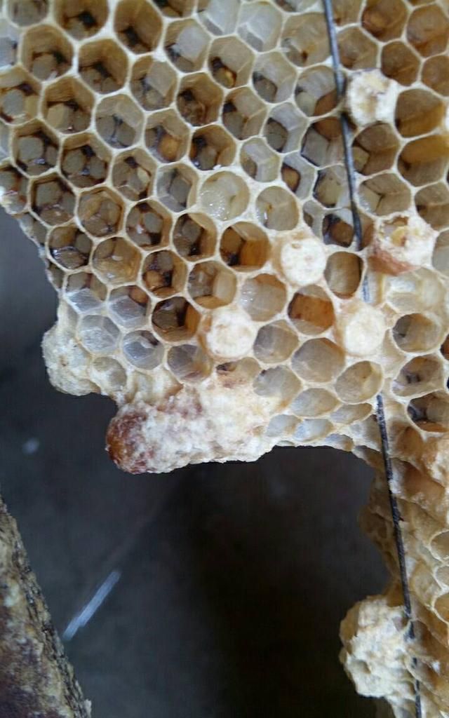 中蜂巢什么样(什么样的蜂巢是最好的)图2