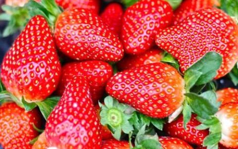 刚采摘的草莓用什么办法延长保鲜期呢