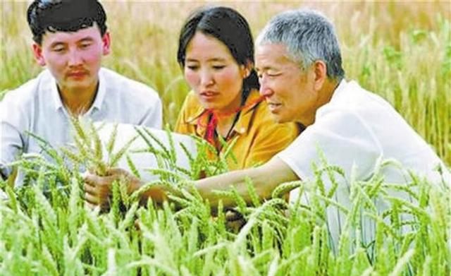 小麦专家李立科,水稻专家袁隆平哪个厉害一点图5