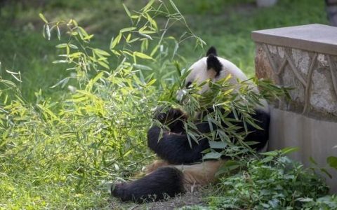 赠送台湾的大熊猫团团圆圆现在怎么样了