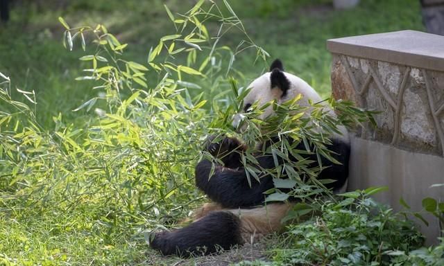 赠送台湾的大熊猫团团圆圆现在怎么样了图1