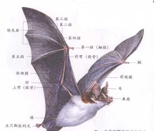 蝙蝠有什么特点(蝙蝠的耳朵特点)图1