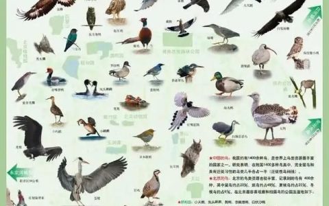 国家一级保护动物大鸨在北京越冬