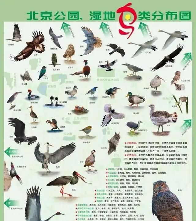 国家一级保护动物大鸨在北京越冬图1