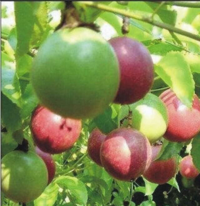 怎么样种植出来的百香果才更甜图3