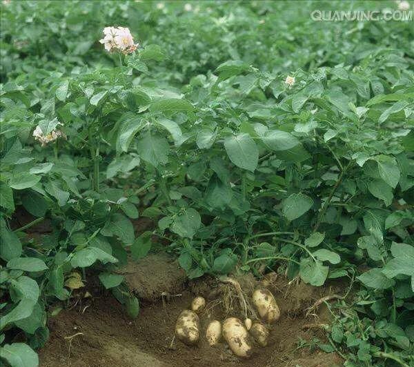 土豆收获后怎样贮藏才能存放长久呢图3