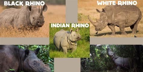 犀牛有几种,犀牛rhino32有几种版本图1